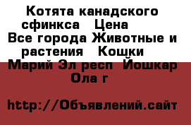 Котята канадского сфинкса › Цена ­ 15 - Все города Животные и растения » Кошки   . Марий Эл респ.,Йошкар-Ола г.